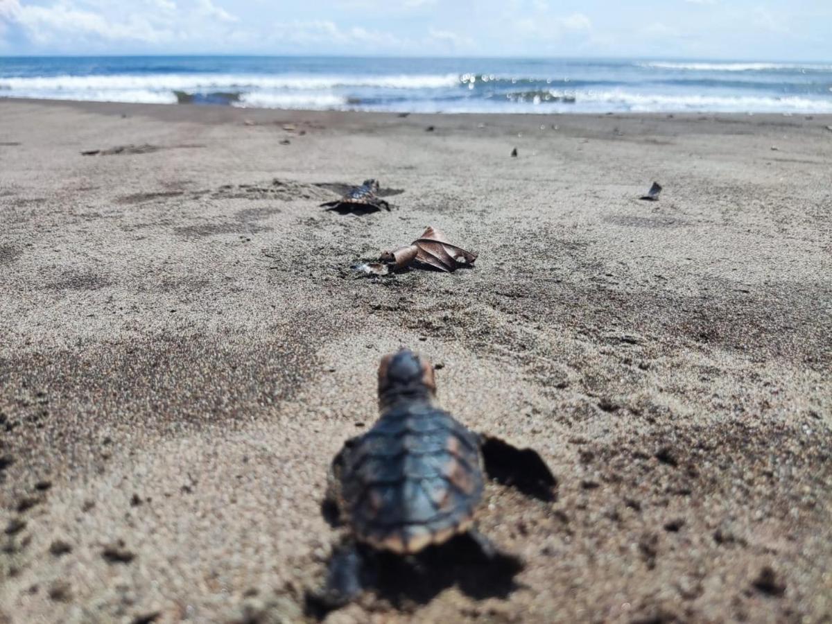 El Deseo Serendipity Tortuguero Bagian luar foto