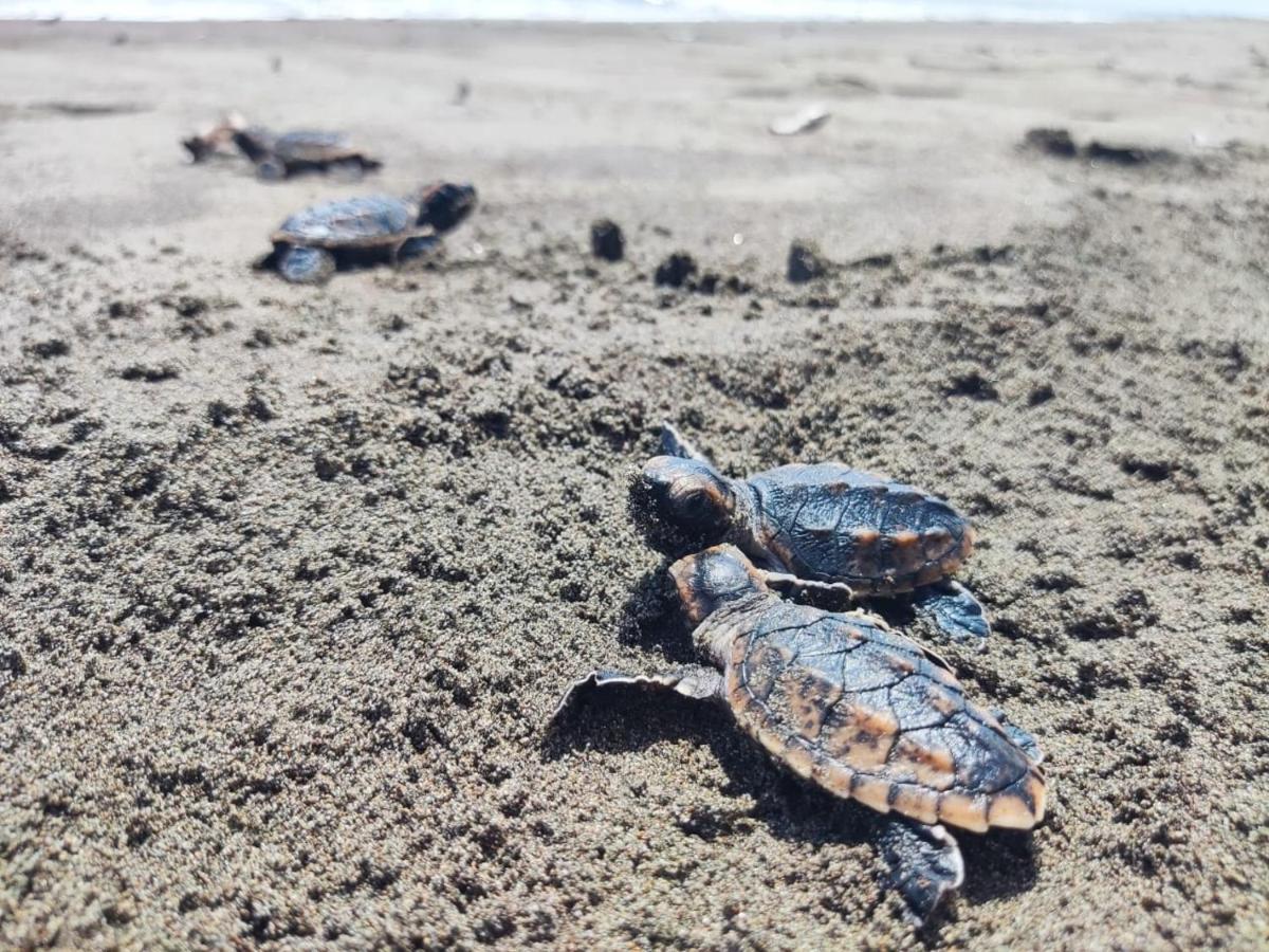 El Deseo Serendipity Tortuguero Bagian luar foto