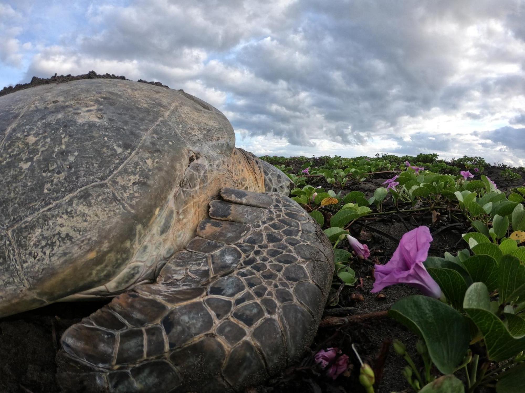 El Deseo Serendipity Tortuguero Bagian luar foto