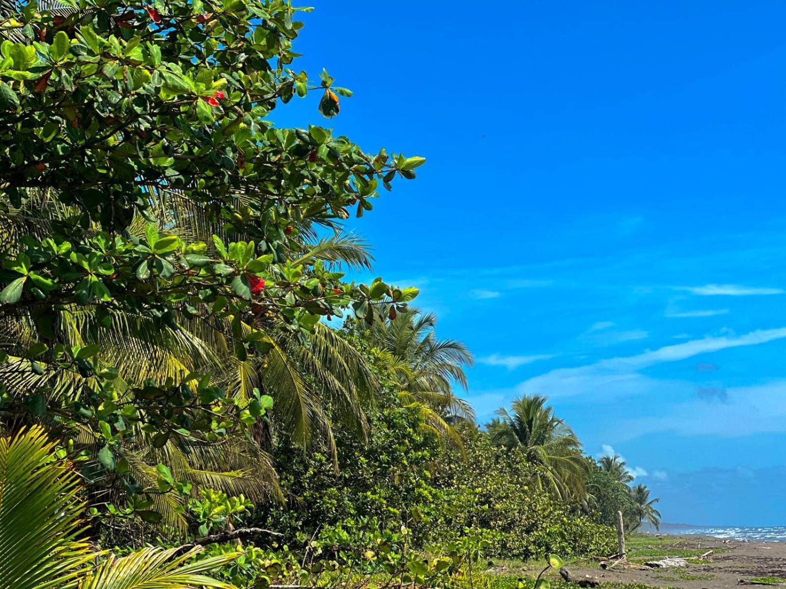 El Deseo Serendipity Tortuguero Bagian luar foto